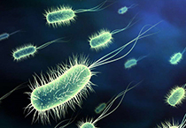 E.coli protein expression system