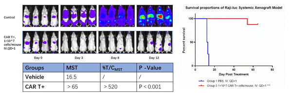 Raji-lucフルオレセイン標識リンパ腫細胞誘導hPBMC免疫系再構築マウス薬効モデルの薬効研究