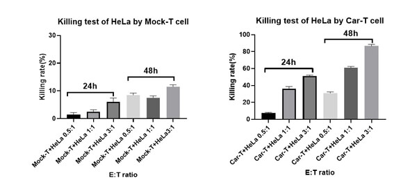 CAR−T細胞殺傷実験により、CAR−T細胞依存性殺傷はMock−T細胞より増加することが示されています